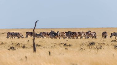 A herd of Zebra ( Equus Burchelli) standing in the grass, Etosha National Park, Namibia.
