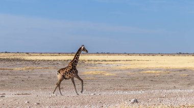 A giraffe ( Giraffa Camelopardalis) running away, Etosha National Park, Namibia.
