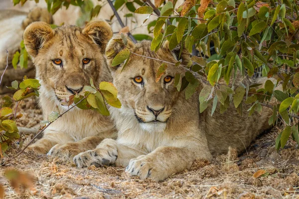 Two Young Lions Panthera Leo Looking Alert Ongava Private Game — Foto de Stock