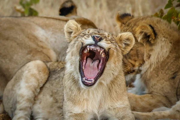 stock image A young lion ( Panthera Leo) yawning, Ongava Private Game Reserve ( neighbour of Etosha), Namibia.
