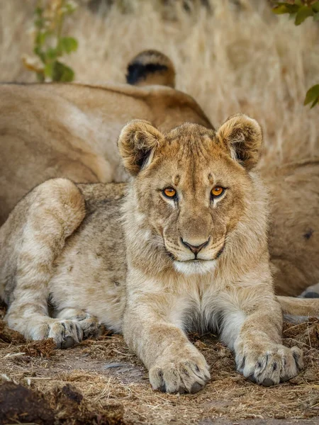 Portrait Lion Cub Panthera Leo Looking Camera Ongava Private Game — ストック写真