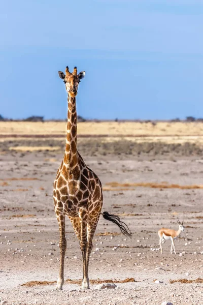 Portrait Giraffe Giraffa Camelopardalis Etosha National Park Namibia — ストック写真