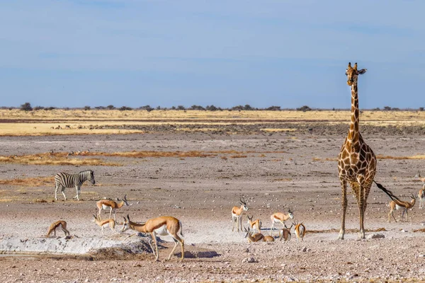 Eine Giraffe Giraffa Camelopardalis Ein Zebra Equus Burchelli Und Eine — Stockfoto