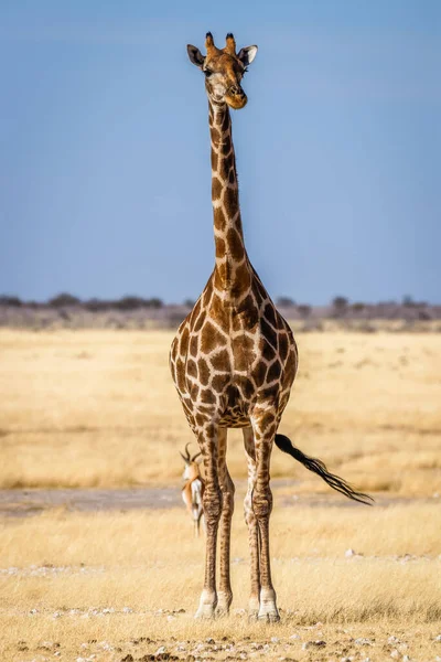 Portrait Angolan Giraffe Giraffa Camelopardalis Angolensis Etosha National Park Namibia — Stock Photo, Image