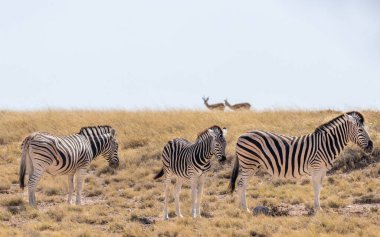 Zebra sürüsü (Equus Burchelli) çimlerin üzerinde duruyor, Etosha Ulusal Parkı, Namibya.