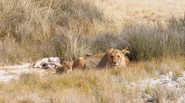 Aslan sürüsü (Panthera Leo) rahatlatıcı, Etosha Ulusal Parkı, Namibya.