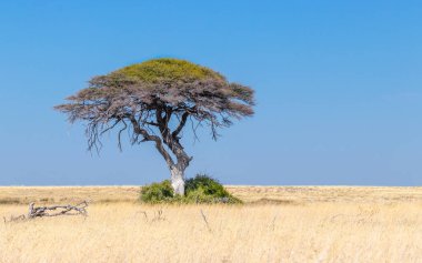 Mavi gökyüzünde güzel bir akasya ağacı manzarası, Etosha Ulusal Parkı, Namibya.