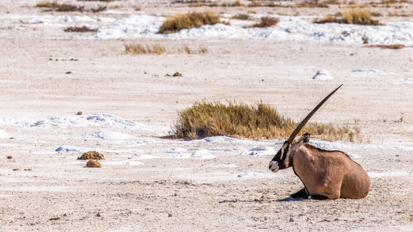 Ein Gemsbok Oryx Gazella Legt Sich Auf Die Salzpfanne Etosha — Stockfoto