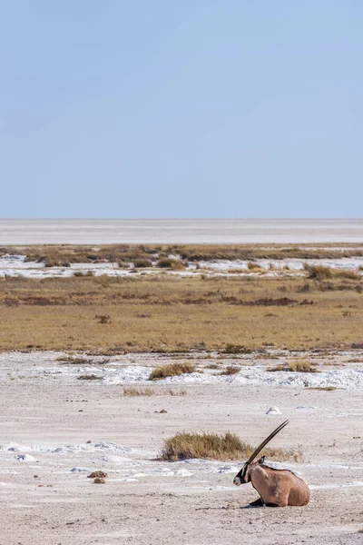 Gemsbok Oryx Gazella Lying Salt Pan Etosha National Park Namibia — Stock Photo, Image