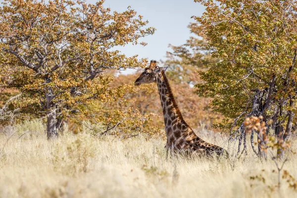Giraffe Giraffa Camelopardalis Sitting Grass Etosha National Park Namibia — Stock Photo, Image