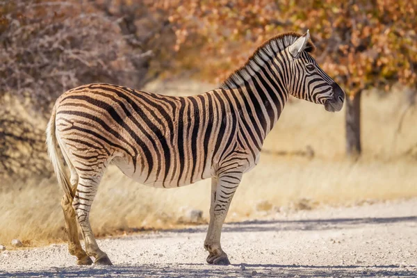 Зебра Equus Burchelli Стоит Гравийной Дороге Национальный Парк Этоша Намибия — стоковое фото