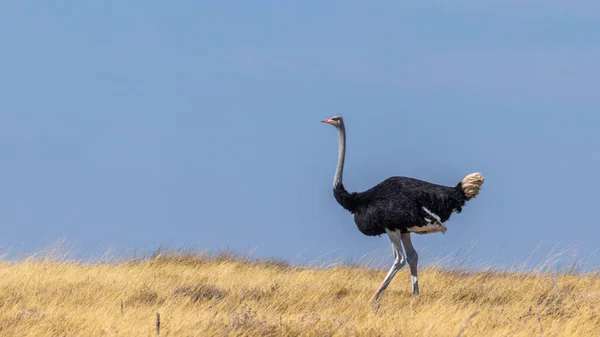 纳米比亚埃托沙国家公园一只公鸵鸟 Struthio Camelus 在蓝天中行走 — 图库照片