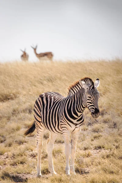 Potro Zebra Equus Burchelli Muito Sonolento Parque Nacional Etosha Namíbia — Fotografia de Stock