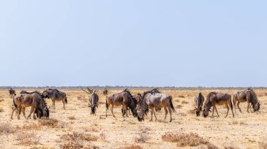 Bir antilop sürüsü (Connochaetes taurinus) otluyor, Etosha Ulusal Parkı, Namibya.