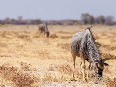 Antilop (Connochaetes taurinus) otlatma, Etosha Ulusal Parkı, Namibya.