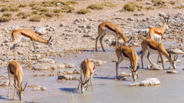 Bir springbok sürüsü (Antidorcas Marsupialis) bir su birikintisinde içiyor, Etosha Ulusal Parkı, Namibya.
