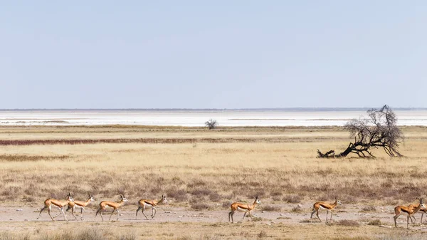 Bir Springbok Sürüsü Antidorcas Marsupialis Arkada Tuz Tavasıyla Yürüyor Etosha — Stok fotoğraf