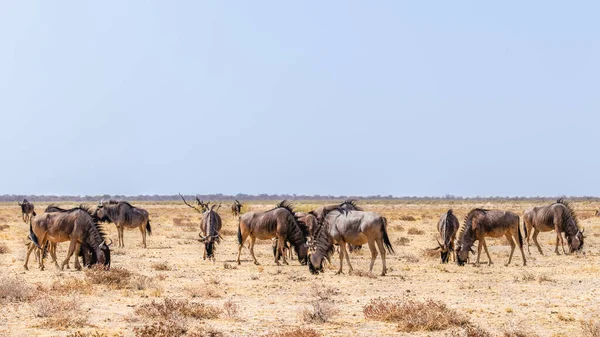 Bir Antilop Sürüsü Connochaetes Taurinus Otluyor Etosha Ulusal Parkı Namibya — Stok fotoğraf