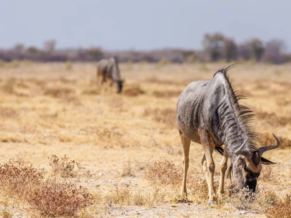 Wildebeest Connochaetes Taurinus Flooding Etosha National Park Namibia — 스톡 사진