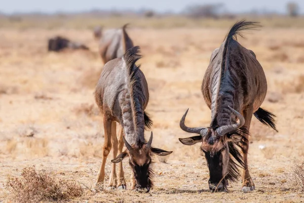 Wypas Dzikich Zwierząt Connochaetes Taurinus Park Narodowy Etosha Namibia — Zdjęcie stockowe