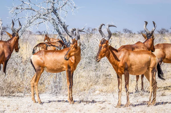Rotbarsch Herde Alcelaphus Buselaphus Etosha Nationalpark Namibia — Stockfoto
