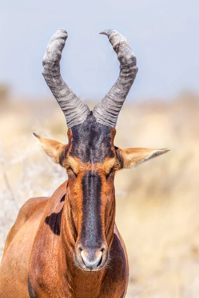 Porträt Eines Rothartebestes Alcelaphus Buselaphus Etosha Nationalpark Namibia — Stockfoto