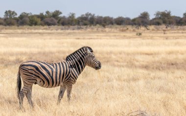 Çimlerin üzerinde duran bir zebra (Equus Burchelli), Etosha Ulusal Parkı, Namibya.