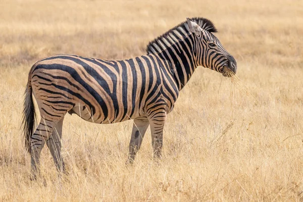 Una Cebra Equus Burchelli Pie Hierba Parque Nacional Etosha Namibia —  Fotos de Stock