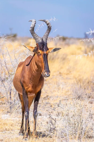 Ett Porträtt Röd Skalbagge Alcelaphus Buselaphus Etosha Nationalpark Namibia — Stockfoto
