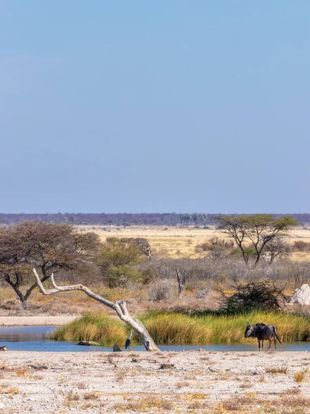 纳米比亚翁古马野生动物保护区 埃托沙国家公园的邻居 一个水坑中的野牛 黄鼠狼 — 图库照片