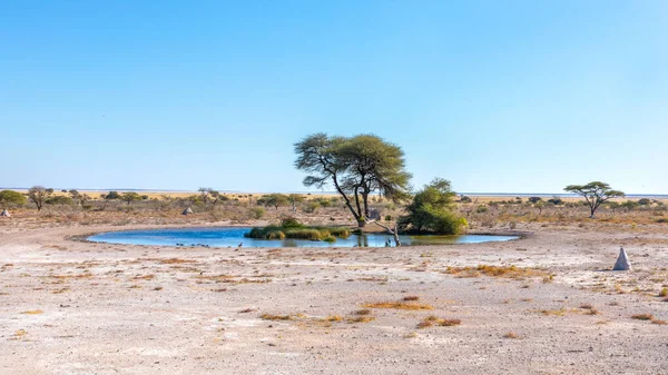 Otwór Wodny Rezerwat Gier Onguma Sąsiad Parku Narodowego Etosha Namibia — Zdjęcie stockowe