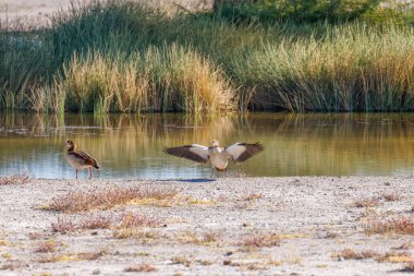 Mısır kazı (Alopochen aegyptiaca) kanatlarını açıyor, Onguma Oyun Rezervi (Etosha Ulusal Parkı komşusu), Namibya.