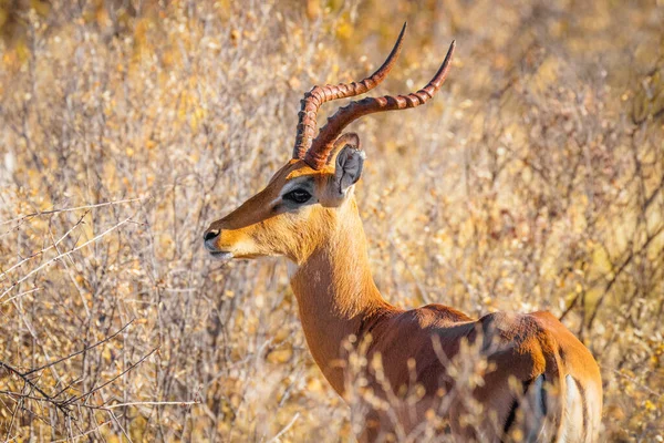 Närbild Manlig Impala Aepyceros Melampus Ser Varning Onguma Game Reserve — Stockfoto