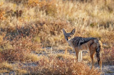 Siyah sırtlı çakal (Canis mesomelas) kameraya bakıyor, Onguma Game Reserve (Etosha Ulusal Parkı komşusu), Namibya. 