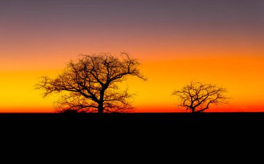 Güzel bir Afrika gün batımı, Onguma Oyun Rezervi, Namibya.