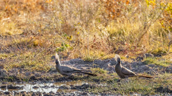 Grey Away Birds Corythaixoides Concolor Water Ground Onguma Game Reserve — Stock Photo, Image