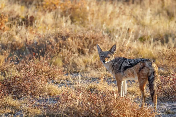 Чернохвостый Шакал Canis Mesomelas Смотрящий Камеру Заповедник Онгума Сосед Национального — стоковое фото