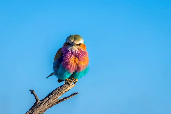 纳米比亚埃托沙国家公园 乳胶滚筒 Coracias Caudatus 长有彩色羽毛 朝摄像机望去 — 图库照片