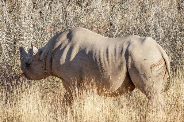 Чёрный Носорог Diceros Bicornis Ест Куста Национальный Парк Этоша Намибия — стоковое фото