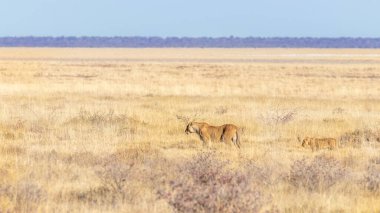 Bir dişi aslan (Panthera Leo) ile birlikte savanda yürüyor, Etosha Ulusal Parkı, Namibya.