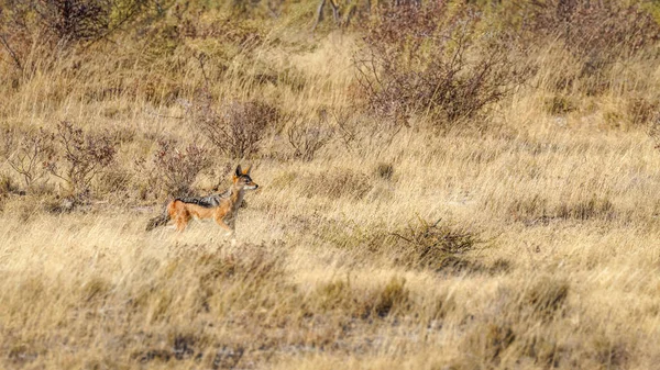 Black Backed Jackal Canis Mesomelas Looking Alert Etosha National Park — Stock Photo, Image