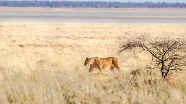 Een Leeuwin Panthera Leo Wandelen Door Savanne Etosha National Park — Stockfoto