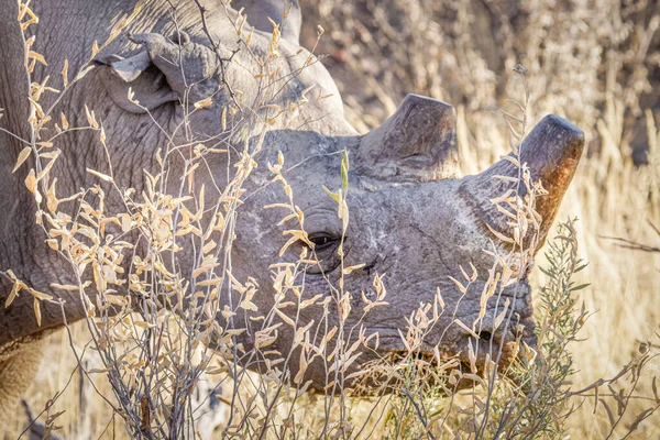 Nahaufnahme Des Kopfes Eines Spitzmaulnashorns Diceros Bicornis Etosha Nationalpark Namibia — Stockfoto