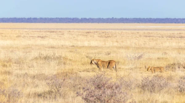 サバンナ エトーシャ国立公園 ナミビアを歩く赤ちゃん Panthera Leo との雌ライオン — ストック写真