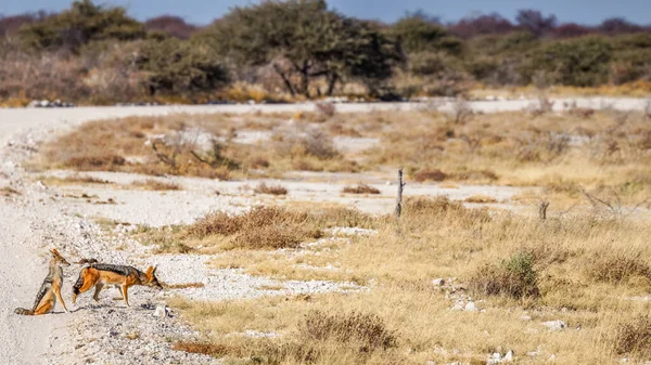 Dwa Czarne Szakale Canis Mesomelas Drodze Park Narodowy Etosha Namibia — Zdjęcie stockowe