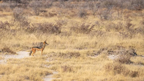 Ein Wachsamer Schakal Canis Mesomelas Etosha Nationalpark Namibia — Stockfoto
