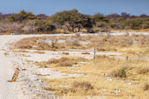 Ein Schwarzrückenschakal Canis Mesomelas Sitzt Auf Der Straße Etosha Nationalpark — Stockfoto