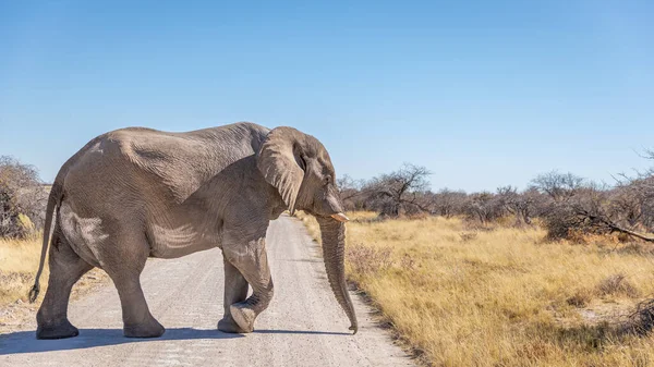 ロコドンタ アフリカ が道路を横断し ナミビアのエトーシャ国立公園 — ストック写真
