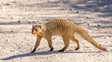 Bir bantlı firavun faresi (Mungos mungo) yolda, Etosha Ulusal Parkı, Namibya.