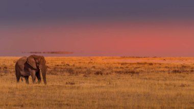 Bir erkek fil (Loxodonta Africana) gün batımında tuz tavasında yürüyor, Etosha Ulusal Parkı, Namibya.